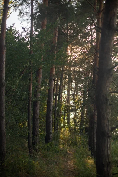 Stezka Pokrytá Trávou Obklopená Stromy Lese — Stock fotografie