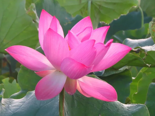 Primer Plano Hermoso Loto Rosa Flor Vegetación —  Fotos de Stock