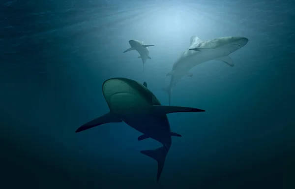 Rendu Des Requins Blancs Dans Eau — Photo