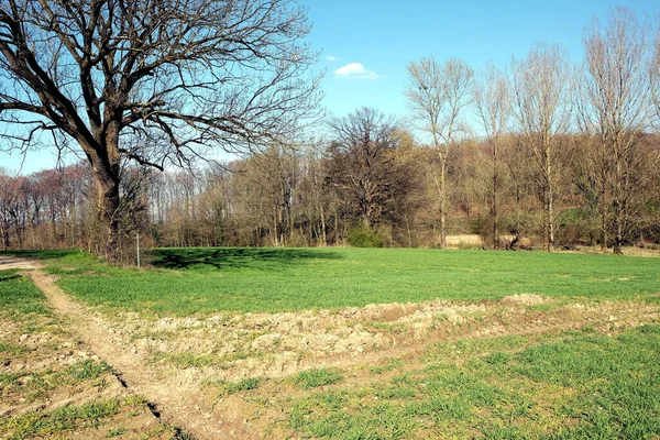 Ein Mit Gras Bedecktes Feld Umgeben Von Bäumen Unter Blauem — Stockfoto