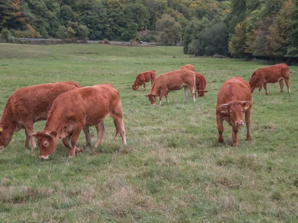 Una Toma Altura Los Ojos Una Manada Vacas Pardas Pastando — Foto de Stock