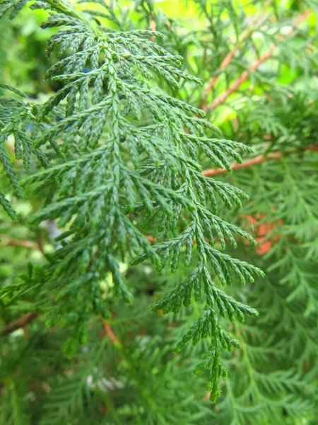 Een Dichtbij Shot Van Een Thuya Plant Vel Onder Het — Stockfoto