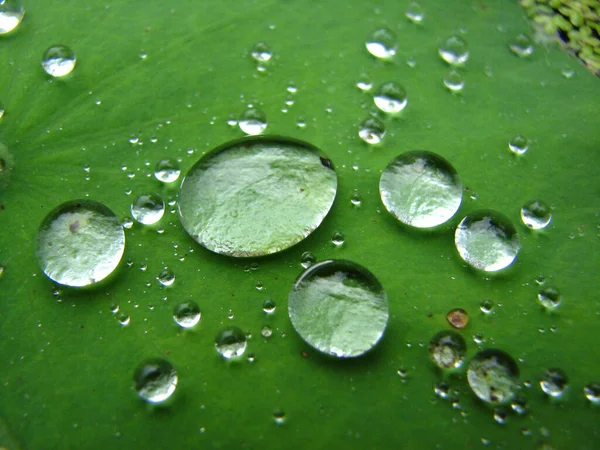 Selective Focus Shot Waterdrops Vibrant Green Lotus Leaf Texture — Stock Photo, Image