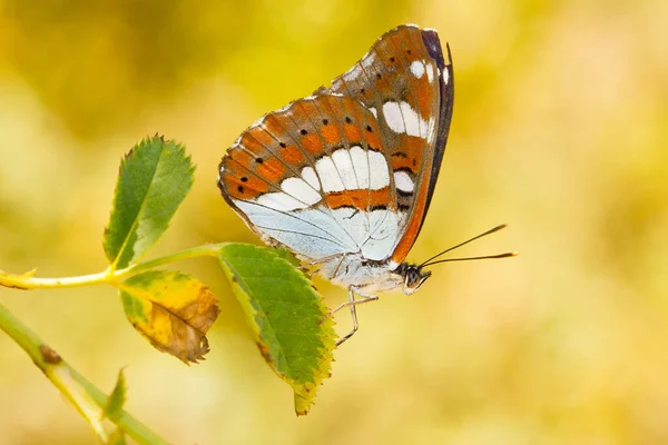 Une Prise Vue Sélective Liménite Réductrice Papillon Espagne Parfait Pour — Photo