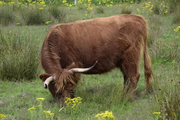 Brown Bull Grazing Green Fields — Stock Photo, Image