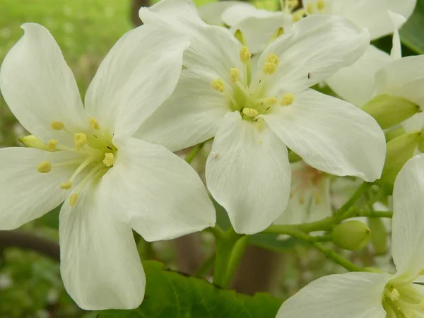 Primer Plano Las Flores Blancas Árbol Hoja Caduca — Foto de Stock