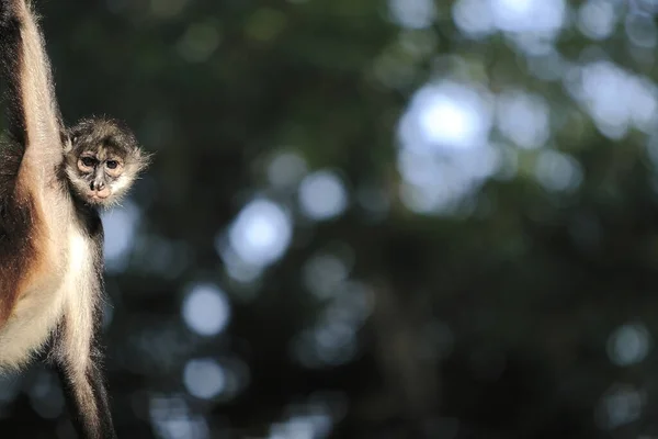 Une Prise Vue Sélective Singe Brun Sur Fond Parc Flou — Photo