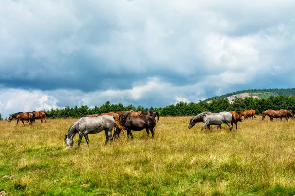 Paisaje Grupo Caballos Pastando Campo Día Nublado —  Fotos de Stock