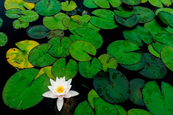 平和な田舎の池でピンクの蓮の花の美しいショット — ストック写真