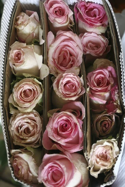 Pionowy Widok Góry Rzędów Różowych Białych Więdniętych Róż Pudełku — Zdjęcie stockowe