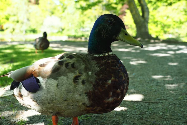 Tiro Perto Pato — Fotografia de Stock