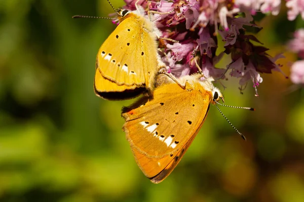 Nahaufnahme Eines Seltenen Kupferschmetterlings Lycaena Virgaureae Spanien Perfekt Für Den — Stockfoto