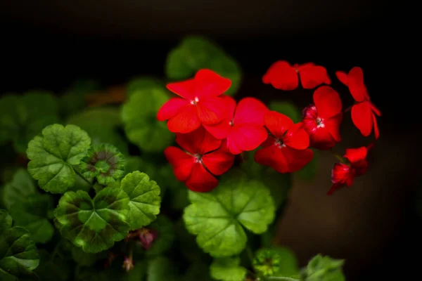 Селективный Снимок Красивых Красных Цветов Саду Естественным Размытым Фоном — стоковое фото
