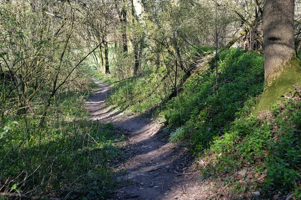 Ein Weg Umgeben Von Bäumen Und Grünflächen Wald — Stockfoto