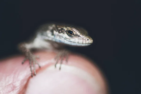 Eine Nahaufnahme Einer Kleinen Echse — Stockfoto