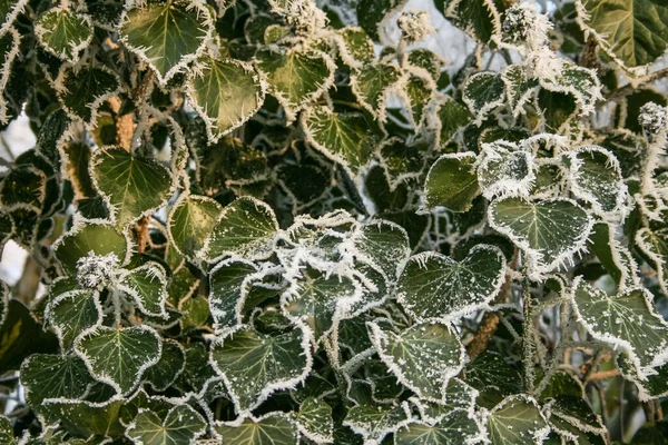 Daun Tanaman Ivy Hijau Tertutup Embun Embun Beku — Stok Foto