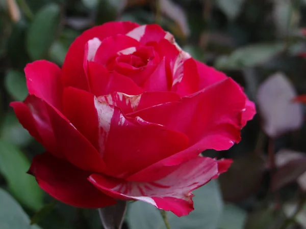 Uma Foto Close Uma Rosa Bonita Sob Luz Sol — Fotografia de Stock