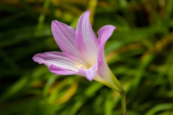 Den Vackert Blommiga Lila Och Vita Blomman — Stockfoto