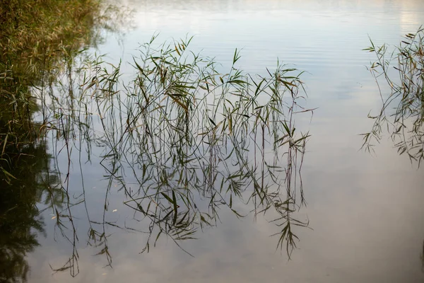 Lac Entouré Verdure Plantes Qui Poussent — Photo