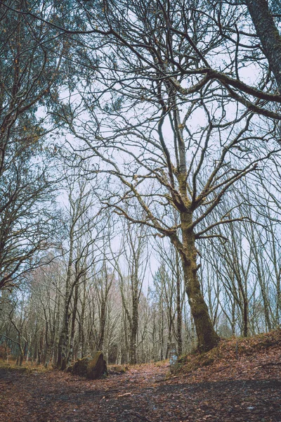 Tiro Vertical Árboles Desnudos Bosque Día Sombrío — Foto de Stock