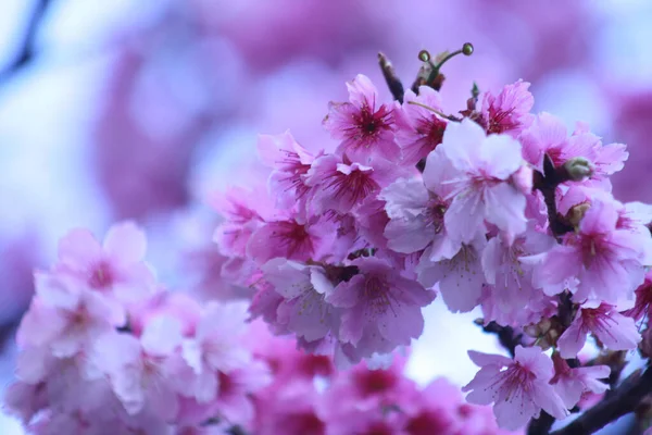 Eine Nahaufnahme Mit Flachem Fokus Rosa Kirschblüten Sakura Blüten Unter — Stockfoto