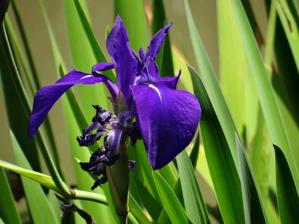 Nærbilde Iris Versicolor – stockfoto