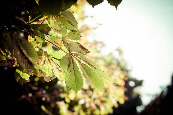 Gros Plan Une Branche Arbre Avec Des Feuilles Endommagées Schonbrunn — Photo