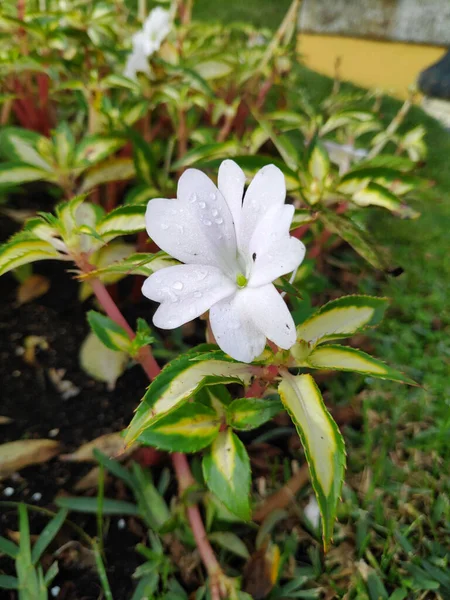 Zbliżenie Ujęcie Pięknego Białego Kwiatu Jaśminu Ogrodzie — Zdjęcie stockowe