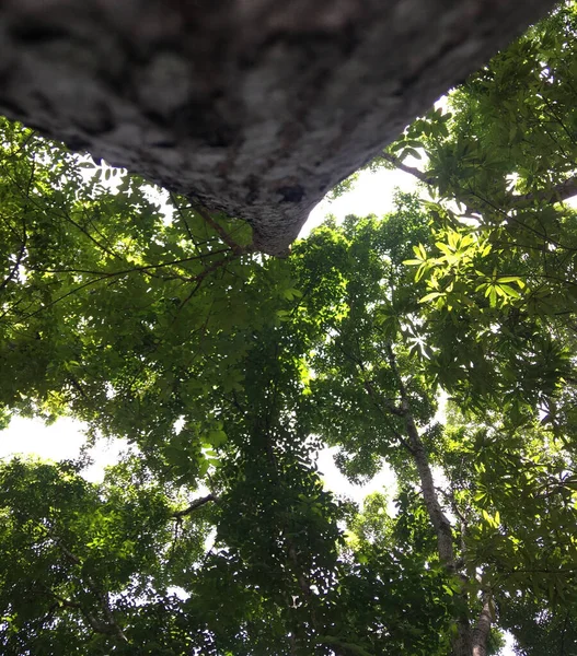 Tiro Foco Seletivo Tronco Árvore Fundo Ramos Verdes — Fotografia de Stock