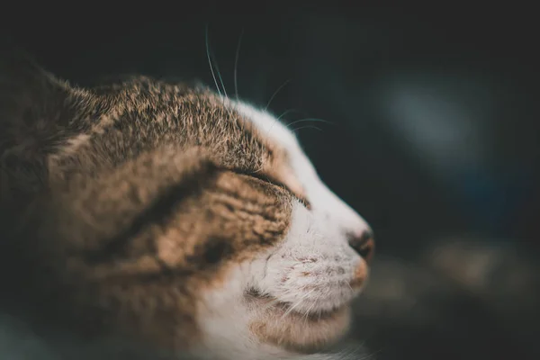 Eine Selektive Fokusaufnahme Einer Entzückenden Katze Mit Geschlossenen Augen — Stockfoto