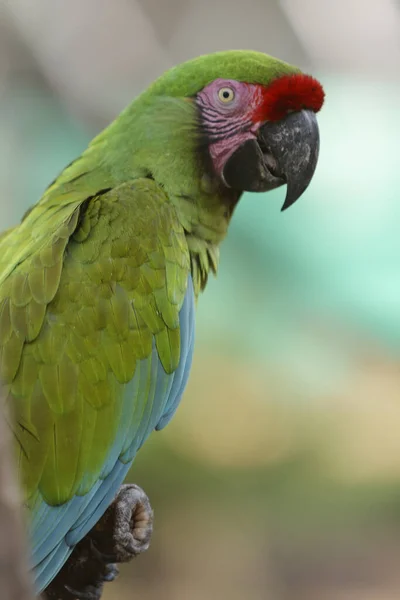 Вертикальний Вибірковий Фокус Папуги Макави — стокове фото