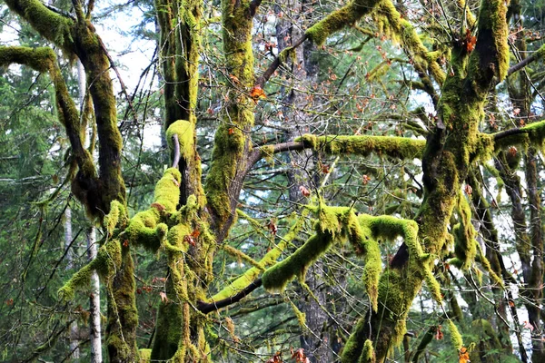 Una Hermosa Vista Las Ramas Los Árboles Cubiertas Musgo Bosque —  Fotos de Stock