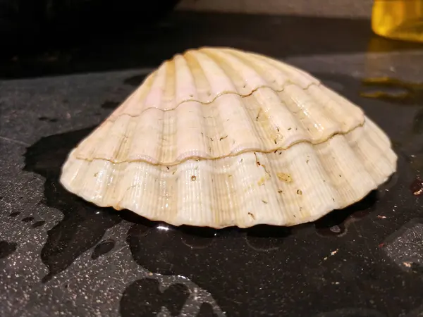 Closeup Shot White Seashell — Stock Photo, Image