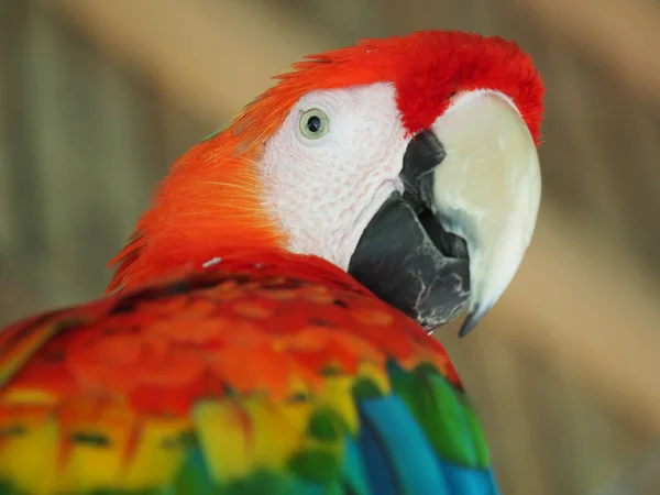 Primer Plano Loro Con Plumas Colores Sobre Fondo Borroso — Foto de Stock