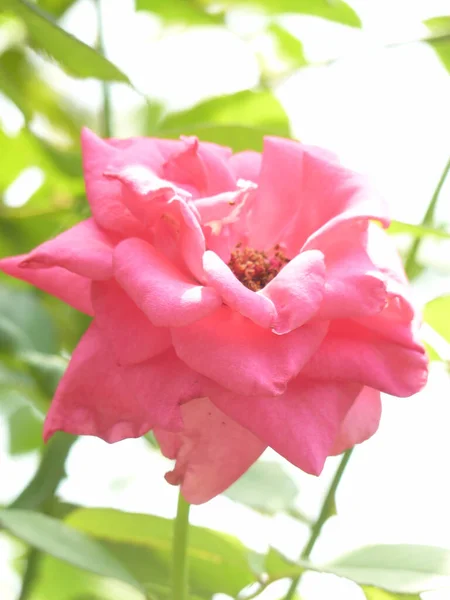 Tiro Vertical Uma Flor Rosa Florescendo Vegetação — Fotografia de Stock