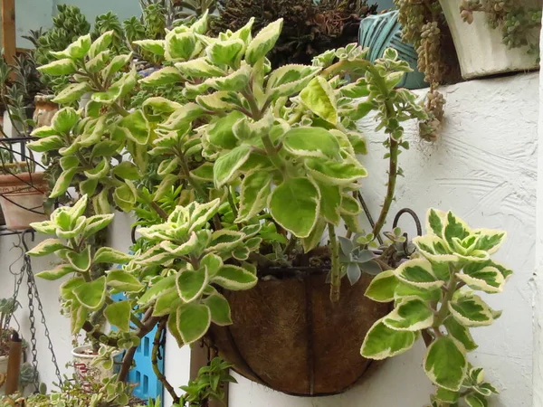 Closeup Shot Crassula Plant Table — Stock Photo, Image