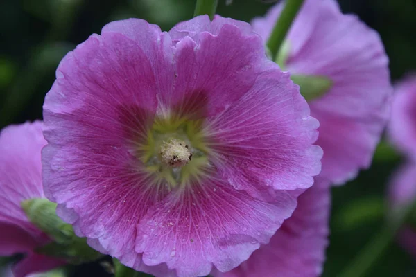 庭でハリホックスとしても知られているAlceaと呼ばれる開花植物のフロントビューのクローズアップショット — ストック写真