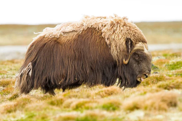 Gros Plan Boeuf Musqué Dans Les Champs Norvège Pendant Jour — Photo