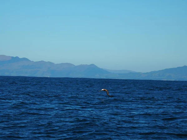 Beautiful Scenery Birds Flying Sea Clear Blue Sky — Stock Photo, Image