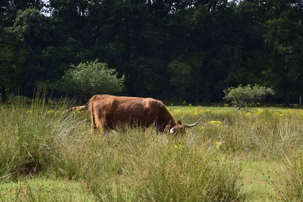 Ein Brauner Stier Weidet Tagsüber Auf Der Weide Mit Bäumen — Stockfoto