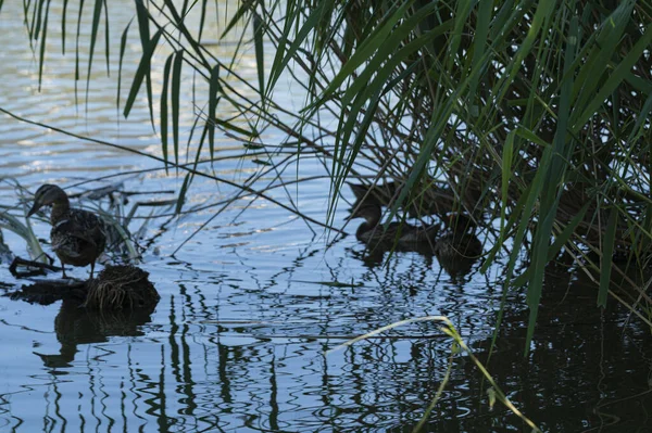 Een Schattig Eendje Zwemmen Het Meer Bij Planten — Stockfoto