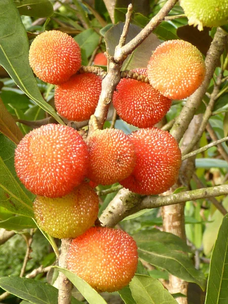 Primer Plano Del Hermoso Árbol Fresa Jardín —  Fotos de Stock