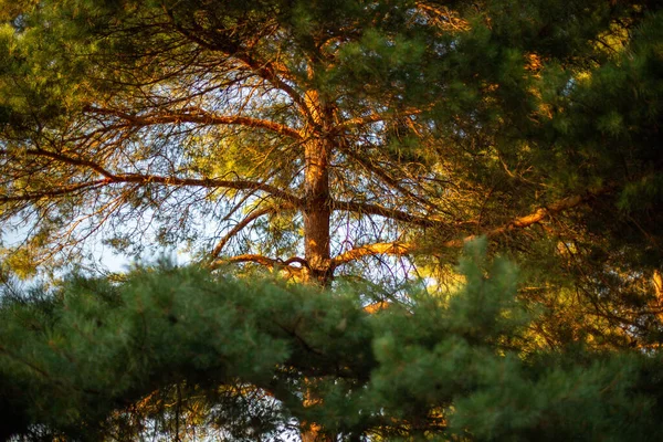 Красиві Високі Ялини Під Блакитним Небом Лісі — стокове фото