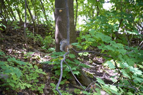 Esquilo Bonito Sentado Galho Árvore Uma Floresta Montreal — Fotografia de Stock