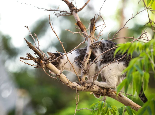 Låg Vinkel Skott Katt Promenader Grenarna Ett Träd Fångas Solig — Stockfoto