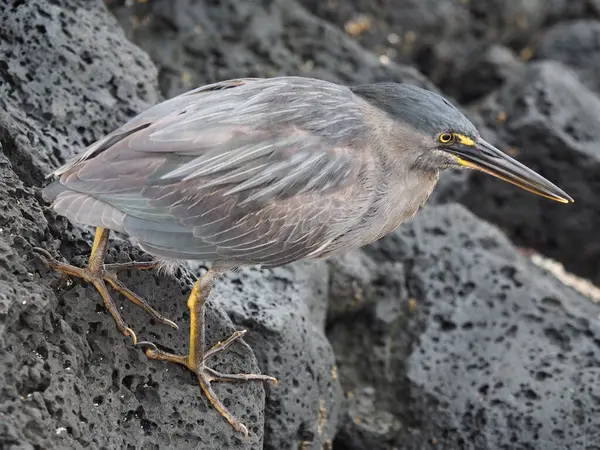 Gros Plan Oiseau Mer Capturé Pendant Journée — Photo