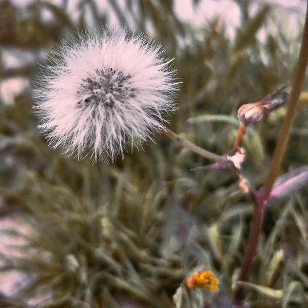 植物のぼやけた背景にふわふわのタンポポのクローズアップ — ストック写真