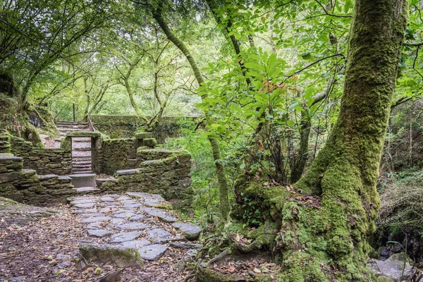 Árboles Verdes Paredes Piedra Parque Cubierto Musgo — Foto de Stock