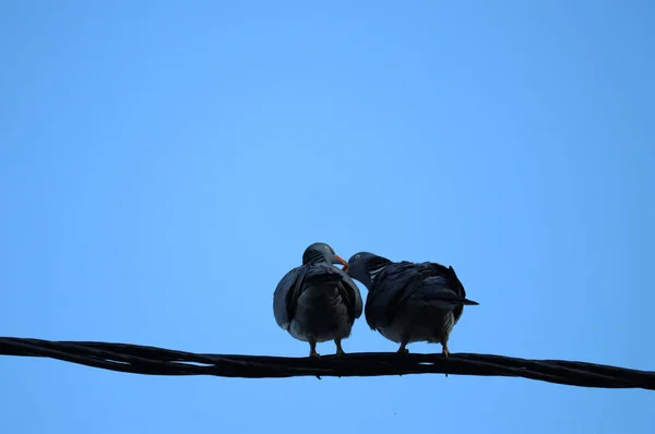 一只低角的黑鸽栖息在蓝天下的金属丝上 — 图库照片