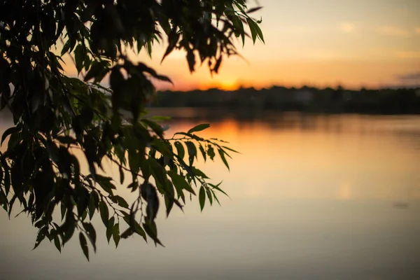 Trädet Lämnar Glänsande Den Vackra Solnedgången — Stockfoto